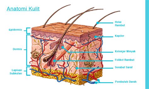 Category: Anatomi Kulit - Estetiderma Perawatan Kulit Wajah