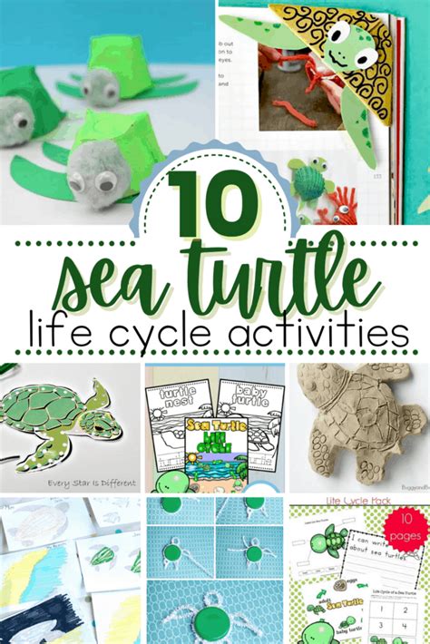 Sea Turtle Life Cycle Activities for Preschoolers