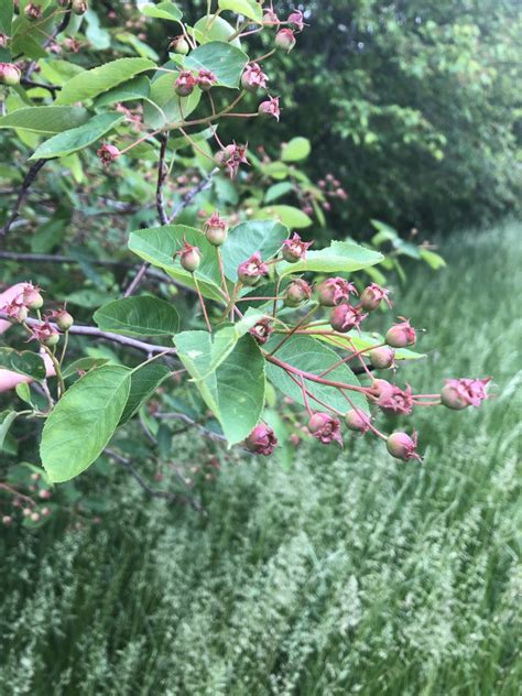 Edible (Native) Landscaping - Serviceberry - The Land Connection