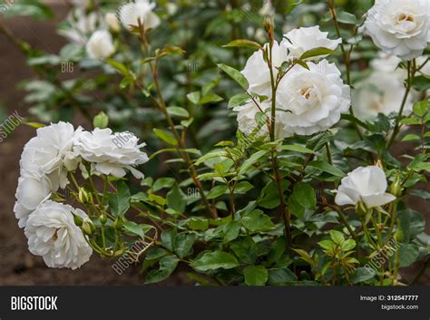 White Roses On Bush Image & Photo (Free Trial) | Bigstock