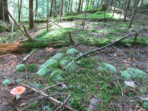 Seeing the Potential of Wood-Inhabiting Fungi in the Managed Landscape - Ecological Landscape ...