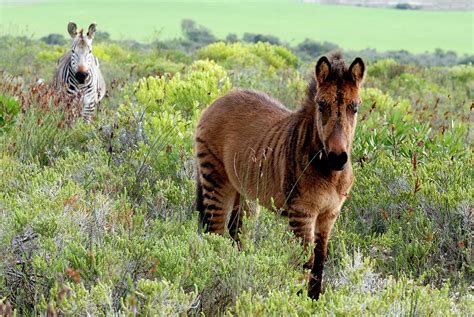 Zony With Zebra Father Photograph by Peter Chadwick/science Photo Library