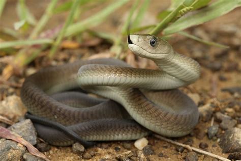 Inland Taipan Vs Black Mamba: Who Is More Deadly? - WorldAtlas