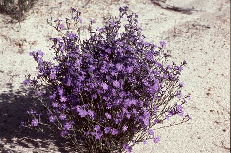 8 Aust. Desert Flowers ideas | desert flowers, australian desert, flowers