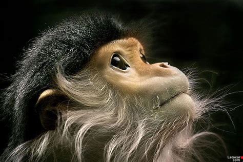 15 bellissime e premiate fotografie di animali del National Geographic | Pixolo.it | Risorse ...