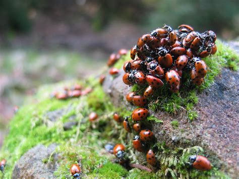 Infestation (Asian Lady Beetles) | Flickr - Photo Sharing!