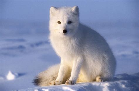 Arctic Fox Facts (Vulpes lagopus)
