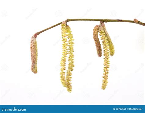 Catkins stock image. Image of branch, flowering, tails - 28783555