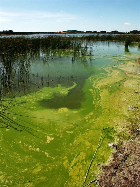 Land, Air, Water Aotearoa (LAWA) - Algae and Cyanobacteria in Lakes