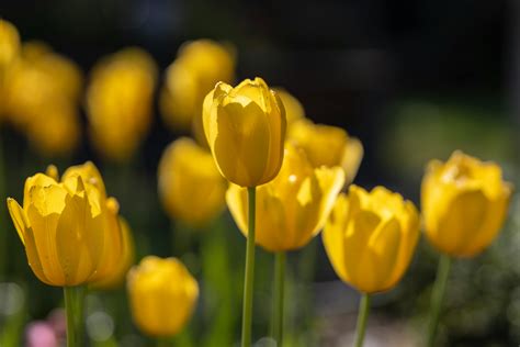 Yellow Tulips in Bloom · Free Stock Photo