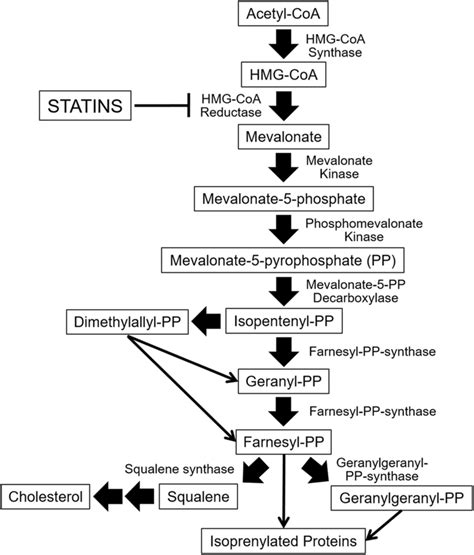 Mevalonate pathway. The diagram illustrates the mevalonate pathway that ...