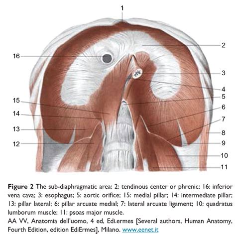 The Diaphragm Connects to the…. EVERYTHING!