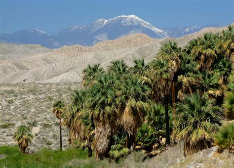 Coachella Valley Preserve