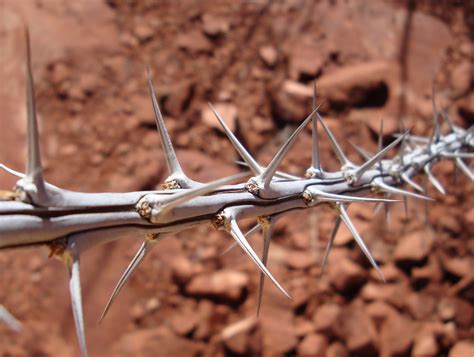 Free Images : nature, branch, spiky, prickly, sharp, fence, barbed wire ...