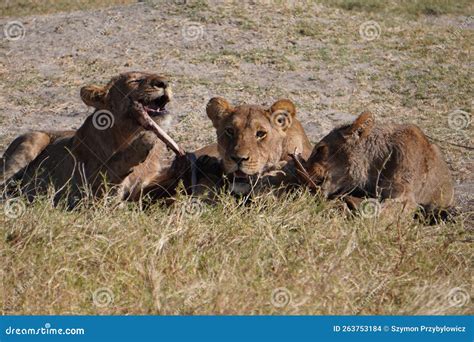 Three Lions Eating Prey in the Savannah of Africa. Stock Photo - Image ...