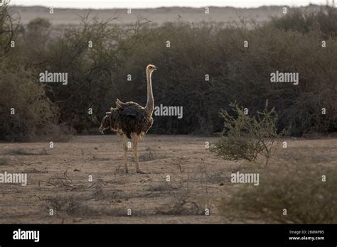 The Arabian ostrich in a nature reserve in north-eastern Qatar Stock Photo - Alamy