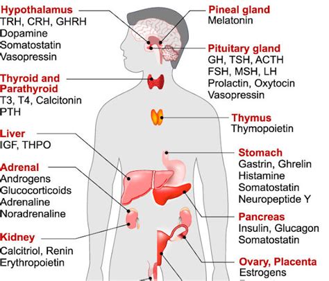 Do You know That " How Hormones Control Our Life ? " | Fact of Fats