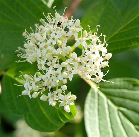 Cornus