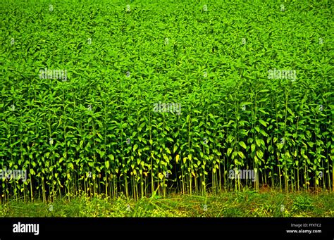 Jute plant at Mayapur temple , West Bengal , India Stock Photo - Alamy