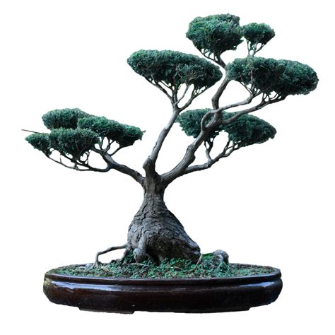 Free Bonsai Tree PNG Downloads - High Quality Images