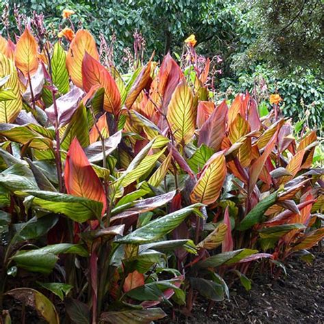 Canna Tropicanna 9cm | YouGarden