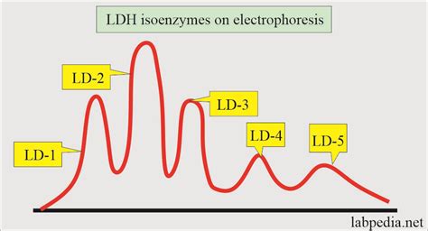 Lactate Dehydrogenase (LDH), Isoenzymes of LDH