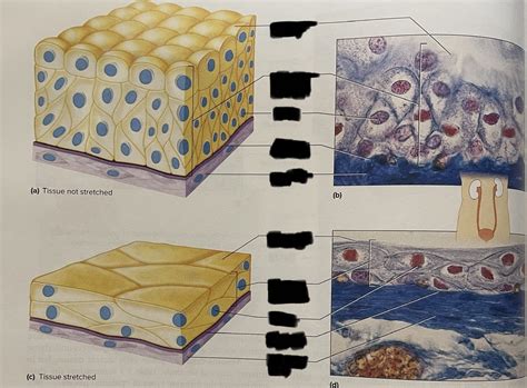 Transitional Epithelium Diagram Diagram | Quizlet