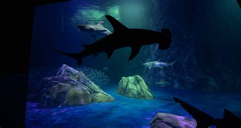 Georgia Aquarium opening one of the world’s largest shark exhibits ...