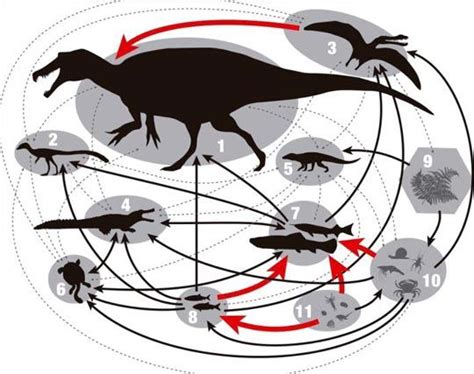 Araripe Basin (lagoon) food chain. A new large Spinosaur from the Early Cretaceous of north ...