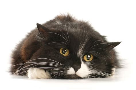 Cat Diseases: Two Infectious Illnesses You Should Know About | PetGuide