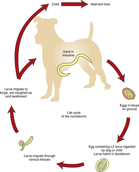 Are Roundworm Eggs In Dog Poop Visible