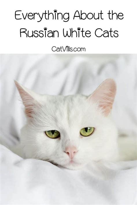 Russian White Cats: The Majestic Felines With a Rich History