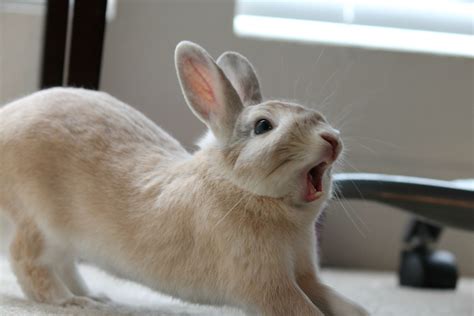 Cute Yawning Bunny