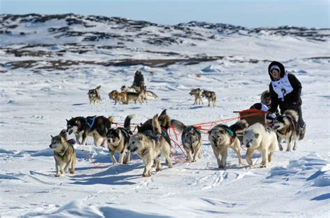 Annual race aimed at reviving Inuit dog sledding tradition set to kick off in Nunavik – Eye on ...