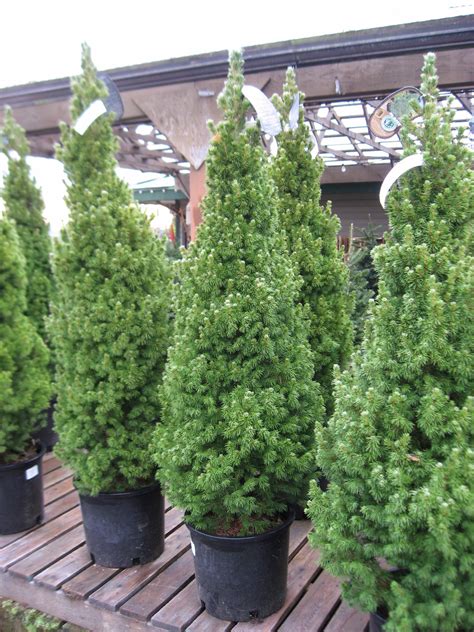 Dwarf Alberta Spruce Aka Picea Conica Live Plant Christmas Tree Fit 5 ...