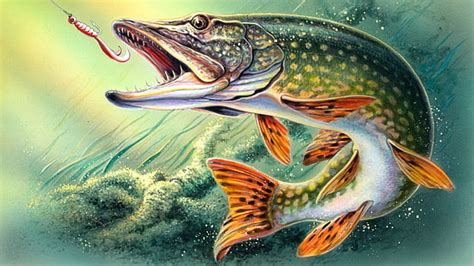 HD wallpaper: two blue betta fish, fishes, glitter, tail, squama, siamese Fighting Fish ...