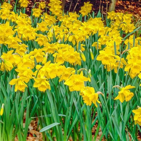 Yellow Naturalizing Daffodils – Spring Bulbs | Spring Hill