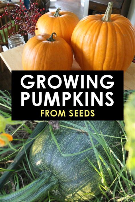 Growing Pumpkins from Seeds: Tips, Tricks, and The Best Variety to Try!