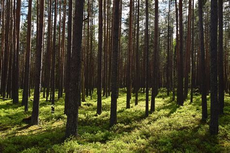 Deforestation in Russia: Depleting the Lungs of the World | Earth.Org