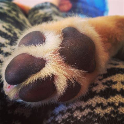 Puppy paws | Puppy paws, Puppies, Paw