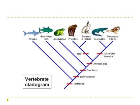 Evolutionary biology