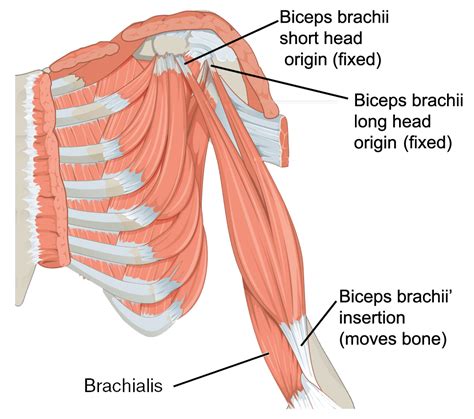 Muscles of the upper arm | Human Anatomy and Physiology Lab (BSB 141)