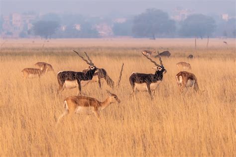 Definitive Guide To Blackbuck Facts, Habitat, Conservation Status, Zoo Populations, Pictures On ...