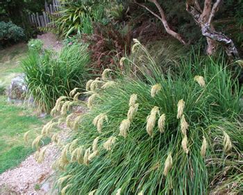 New Zealand Native Plants