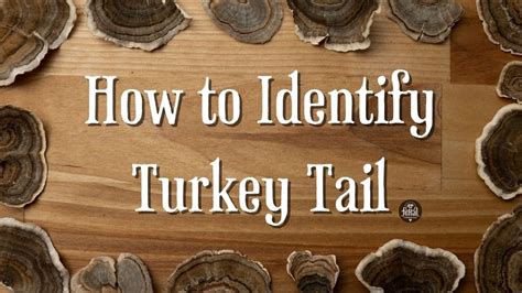 How to Identify Turkey Tail Mushrooms: A Complete Guide – THEKITCHENTODAY