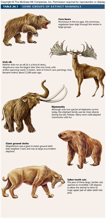 Prehistoric Mammals Of North America - Pets Lovers