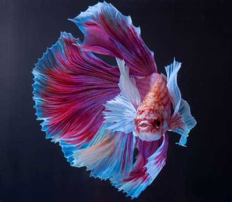 Awesome Half moon fish | Betta, Pet fish, Beta fish