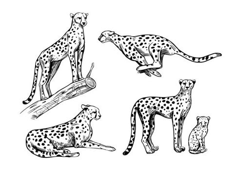 480+ Cheetah Jumping Stock Illustrations, Royalty-Free Vector Graphics & Clip Art - iStock