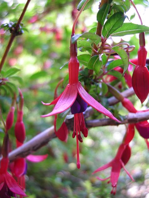 Amazon.com: 5 seeds of Fuchsia magellanica HARDY FUCHSIA Seeds: Garden ...