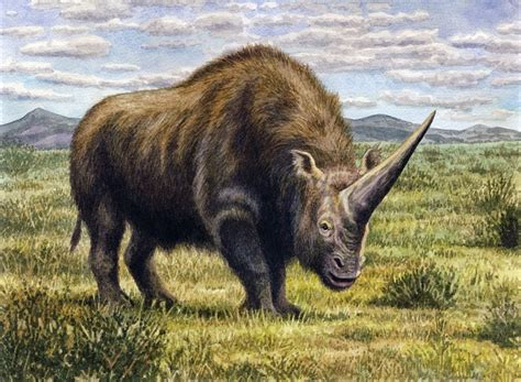 Art illustration - Prehistoric Mammals - Elasmotherium: is an extinct species of mammal ...